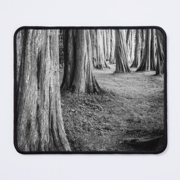 Item preview, Cypress Trees Plas Newydd Wales B&W designed and sold by CEastwoodPhotos.