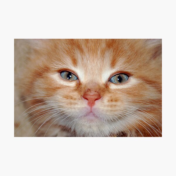 Beautiful Boy Photographic Print