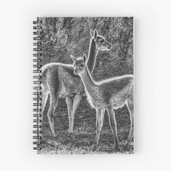 Item preview, Vicuñas, black and white photo designed and sold by Keltoi-art.