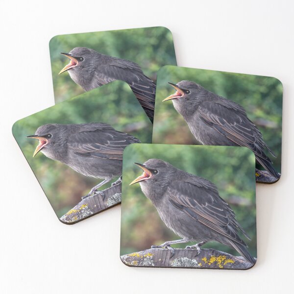 Item preview, Juvenile Starling Anticipating Food designed and sold by Tom McPherson Photography.