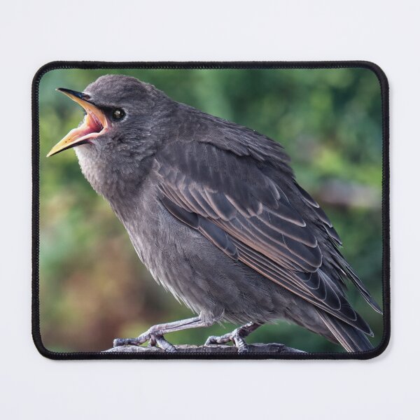 Item preview, Juvenile Starling Anticipating Food designed and sold by Tom McPherson Photography.