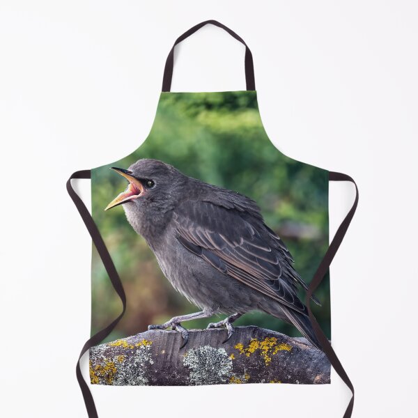 Item preview, Juvenile Starling Anticipating Food designed and sold by Tom McPherson Photography.