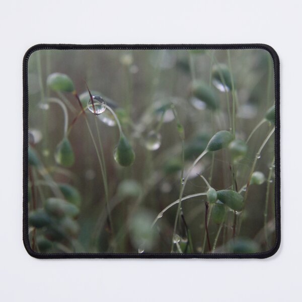 Item preview, Dew drops on moss designed and sold by AnthonyThomas.