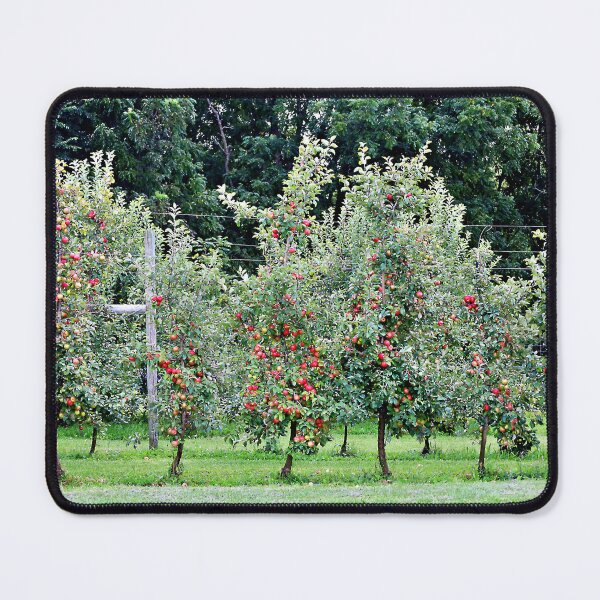 Item preview, A Plentiful Crop of Apples designed and sold by Martha Sherman.