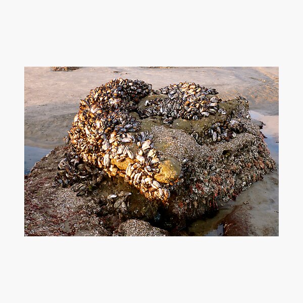 Item preview, "Mussel & Coral Heart" designed and sold by Paria Jamalafshari.