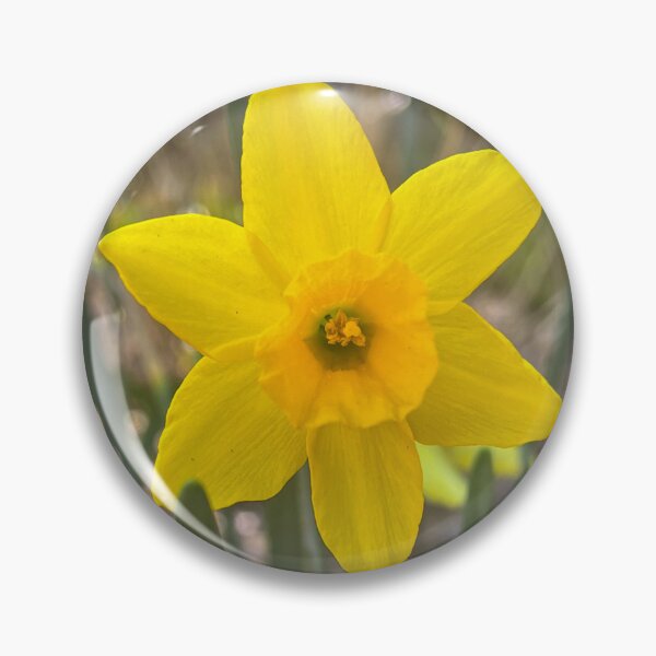 Item preview, Bright Yellow Daffodil Close-Up Photography designed and sold by Be Captured by Brittany Emma.