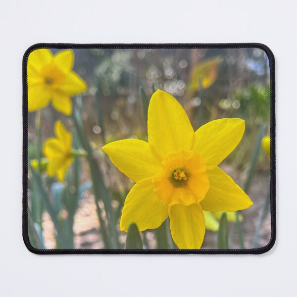 Item preview, Bright Yellow Daffodil Close-Up Photography designed and sold by Be Captured by Brittany Emma.