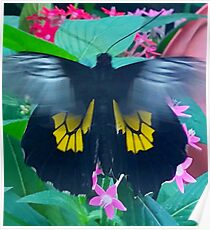 “Fluttering Beauty”, Photo / Digital Painting Poster