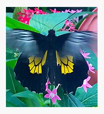 “Fluttering Beauty”, Photo / Digital Painting Photographic Print