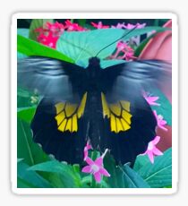 “Fluttering Beauty”, Photo / Digital Painting Sticker