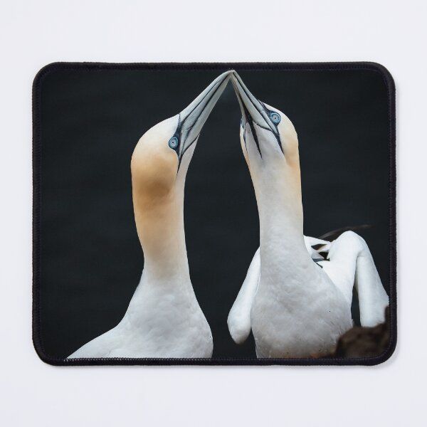 Item preview, Northern Gannet Love Renewal designed and sold by CEastwoodPhotos.