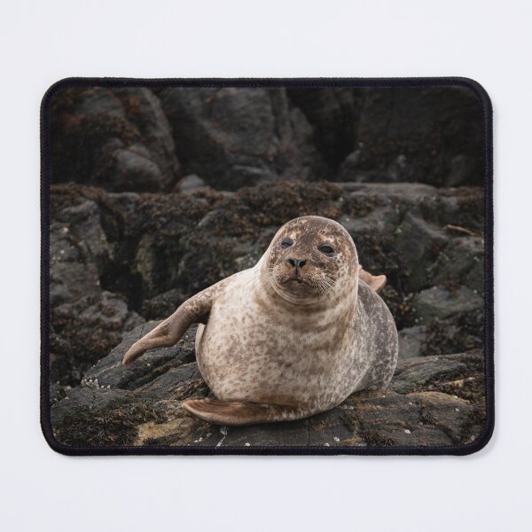 Item preview, Common Seal on rocks in Loch Roe Scotland designed and sold by CEastwoodPhotos.
