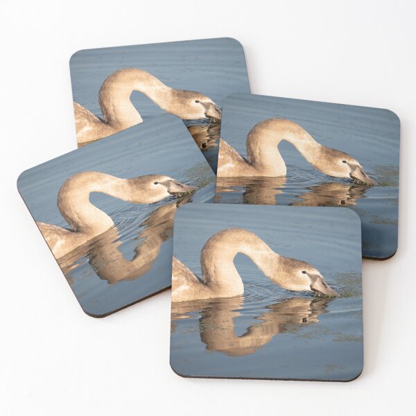 Item preview, Cygnet feeding designed and sold by CEastwoodPhotos.