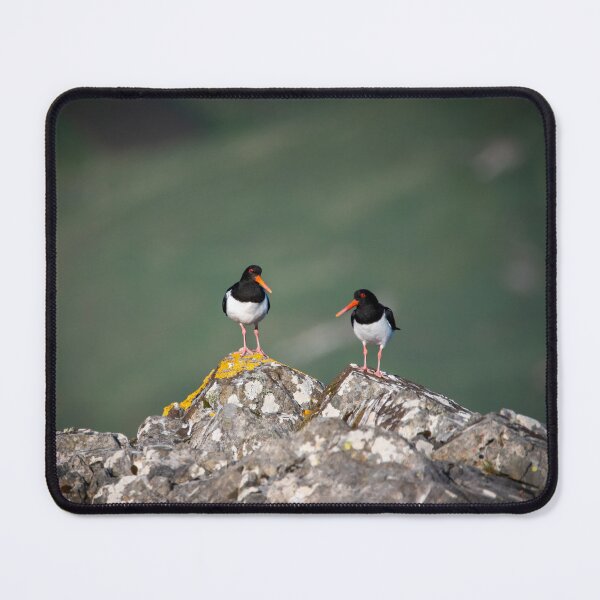 Item preview, Oystercatchers Isle of Mull 'Come here often? designed and sold by CEastwoodPhotos.