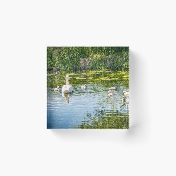 Item preview, Swan and  Cygnets River Great Ouse designed and sold by Jim Key.