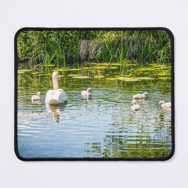 Item preview, Swan and  Cygnets River Great Ouse designed and sold by Jim Key.