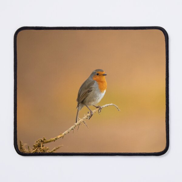 Item preview, Robin red breast in perched in the evening light designed and sold by CEastwoodPhotos.