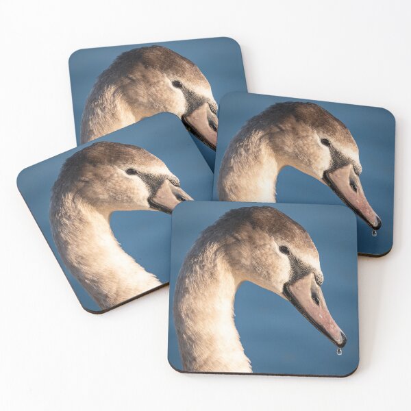 Item preview, 'Not such an ugly duckling' Cygnet portrait designed and sold by CEastwoodPhotos.