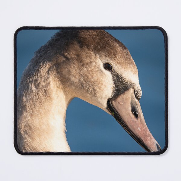 Item preview, 'Not such an ugly duckling' Cygnet portrait designed and sold by CEastwoodPhotos.