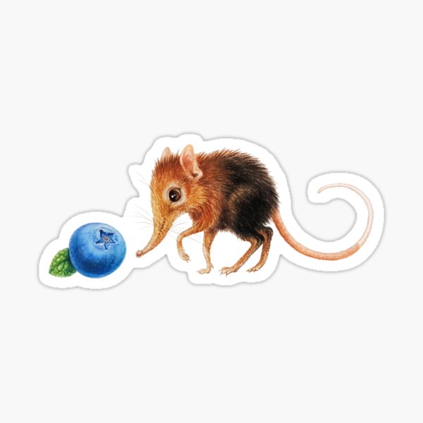 Elephant shrew by Maria Tiqwah Sticker
