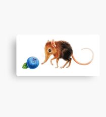 Elephant shrew by Maria Tiqwah Canvas Print