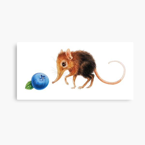 Elephant shrew by Maria Tiqwah Canvas Print