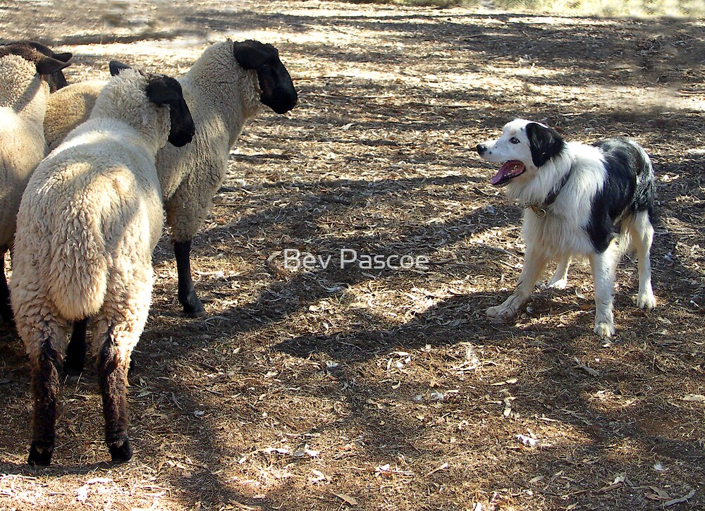 Day, purpose border collies mature victoria australia Your border collies mature victoria australia consider, that