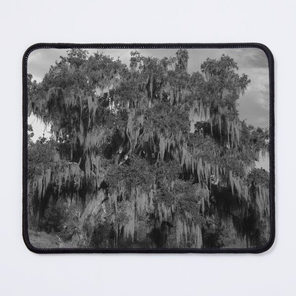 Item preview, Majestic Oak with Spanish Moss designed and sold by MercerImages.