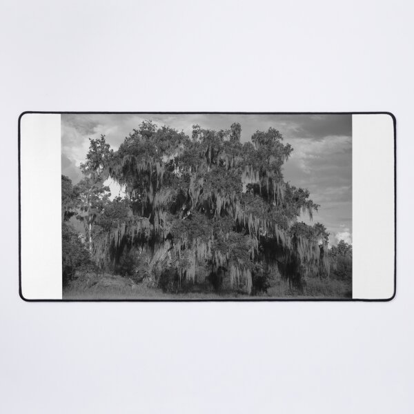 Item preview, Majestic Oak with Spanish Moss designed and sold by MercerImages.