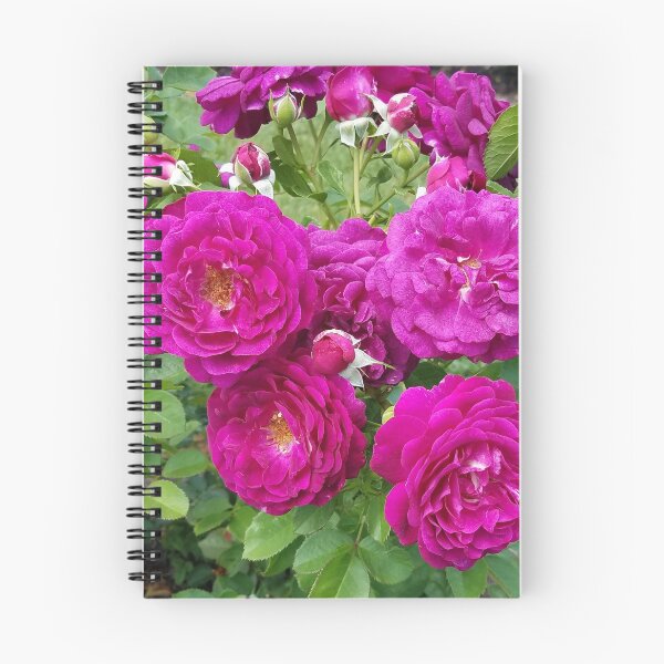 Artikelvorschau, Magenta Rose entworfen und verkauft von CanaryPrison.