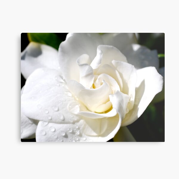 Gardenia close up Metal Print