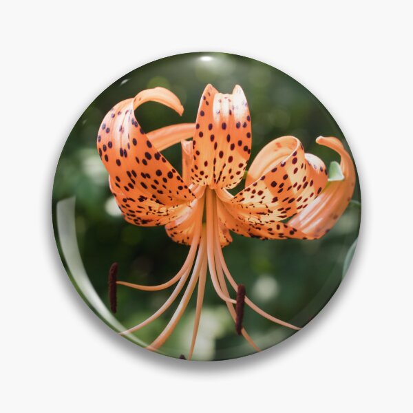 Item preview, Vibrant Orange Tiger Lily in Summer Light designed and sold by Georgia Mizuleva.