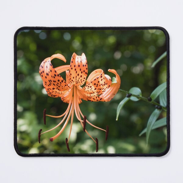 Item preview, Vibrant Orange Tiger Lily in Summer Light designed and sold by Georgia Mizuleva.