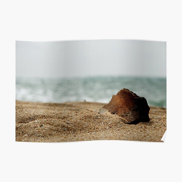driftwood Poster