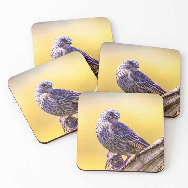 Item preview, Wild starling close up bird photo Tanzania designed and sold by Amanda's Factory.