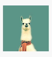 Llama Photographic Print