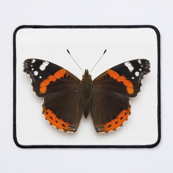 Item preview, Red Admiral butterfly. designed and sold by moths-minor.