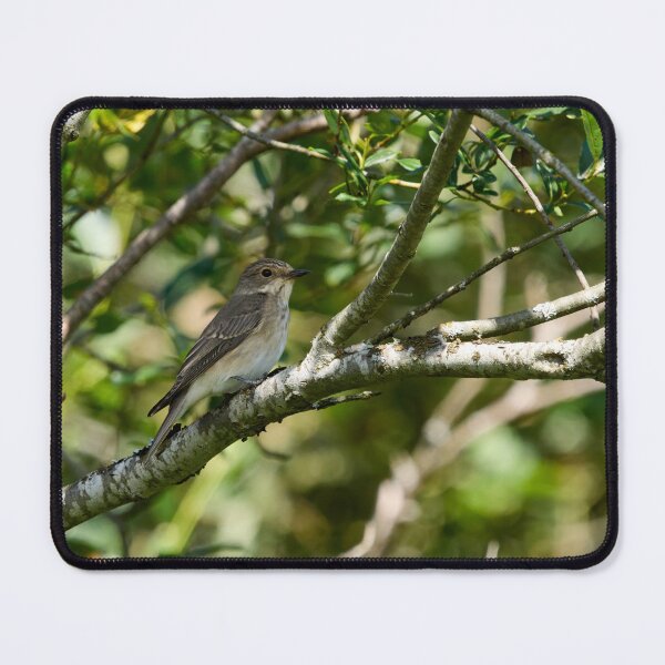 Item preview, Spotted Flycatcher in the shadow designed and sold by Jouko Lehto Photography.