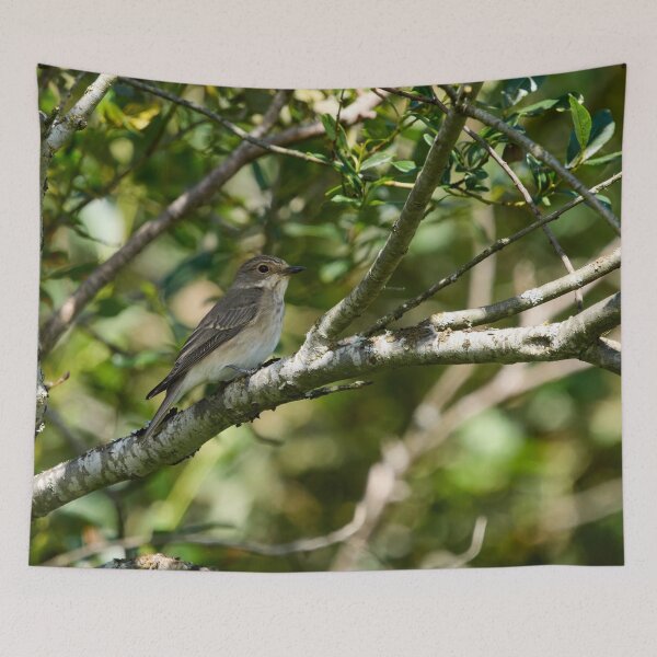 Item preview, Spotted Flycatcher in the shadow designed and sold by Jouko Lehto Photography.