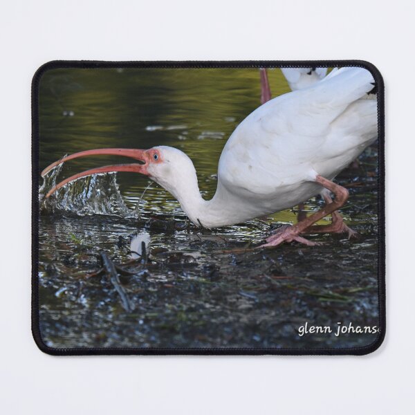 Item preview, Ibis getting a drink designed and sold by Glennphotos.