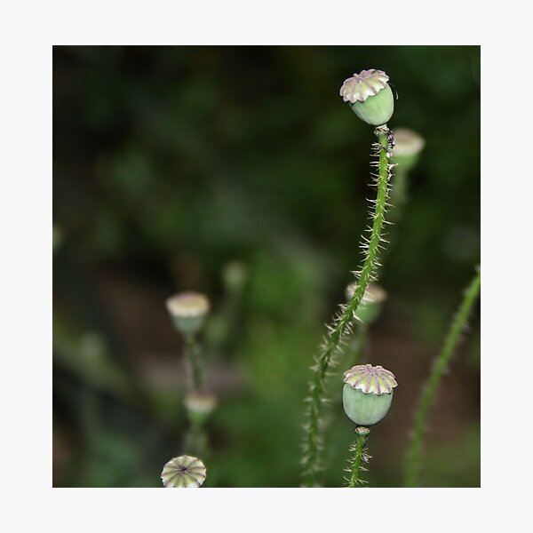 Item preview, Unripe Poppy designed and sold by jahina.