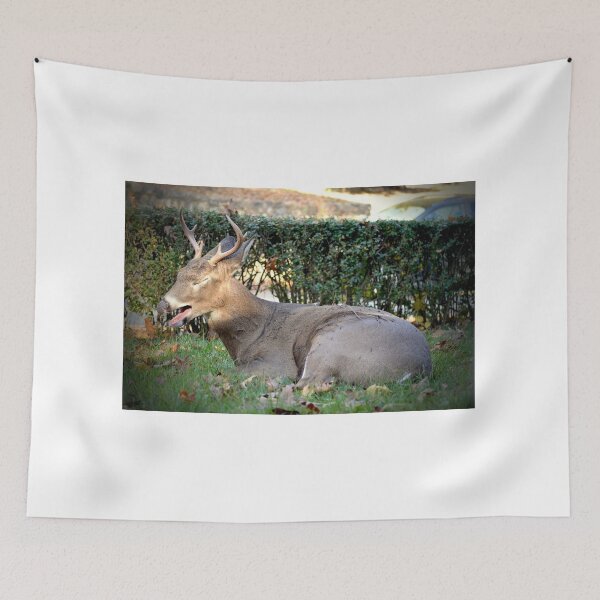 Item preview, Yawn! designed and sold by DeerestPhotos.