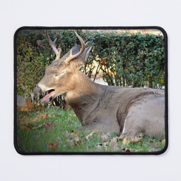 Item preview, Yawn! designed and sold by DeerestPhotos.