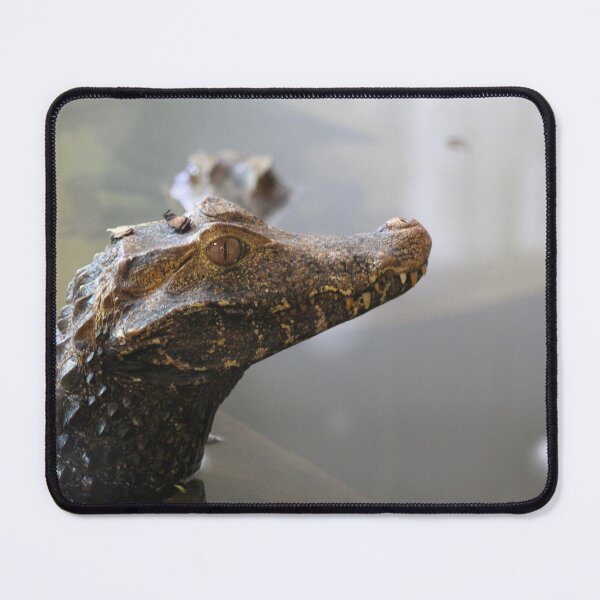 Item preview, Cuvier's dwarf caiman crocodile  designed and sold by Bethany's Point Of View .