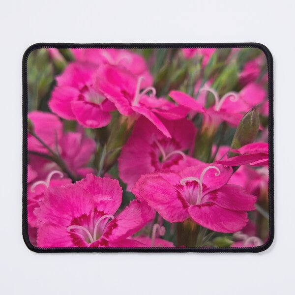 Item preview, Dianthus Dream designed and sold by Perfect Imperfections .
