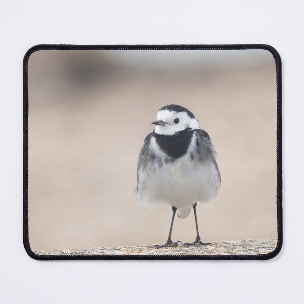 Item preview, White wagtail on a wall designed and sold by Angus1029.