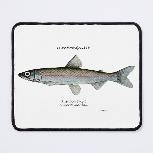Item preview, Rainbow Smelt Painting designed and sold by Stephen Emms.