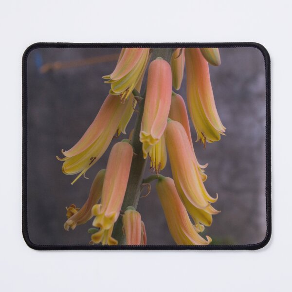 Item preview, Aloe Vera Flowers designed and sold by ROSE ANN BANILAR.
