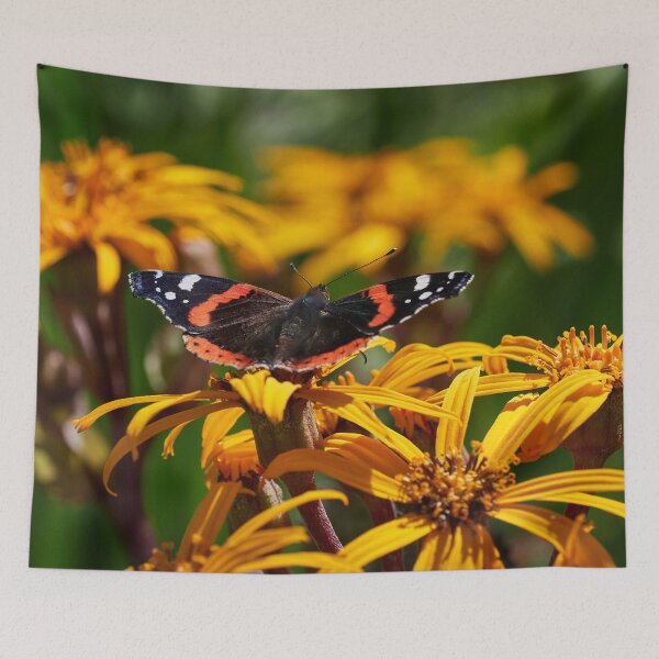 Item preview, Red Admiral on summer ragwort designed and sold by Jouko Lehto Photography.