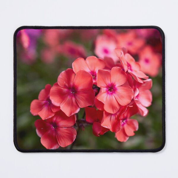 Item preview, Red as a Phlox designed and sold by Jouko Lehto Photography.